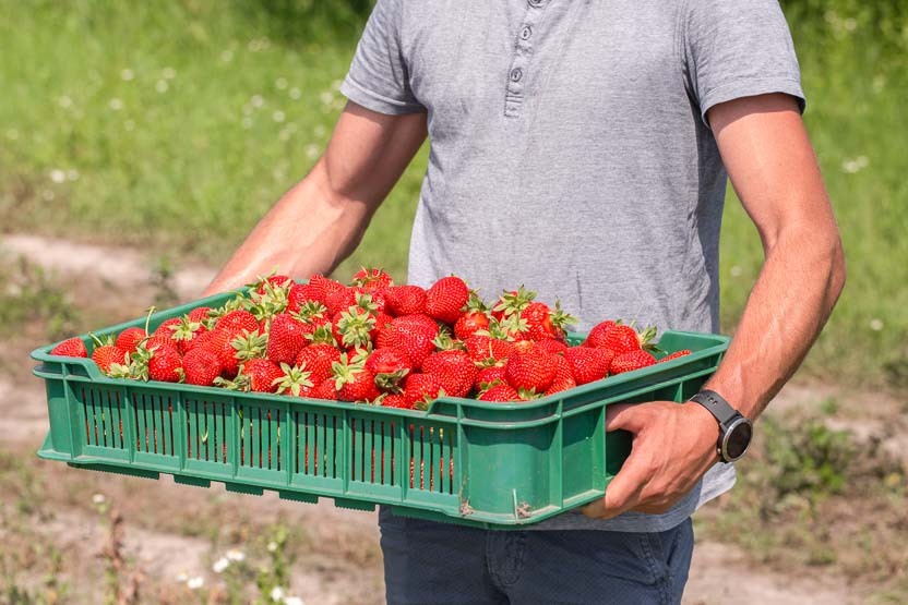 Der durchbrochene Kunststoffbehälter ist eine praktische Lösung für den Transport von Kleinobst wie Erdbeeren.